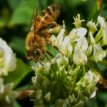 Bee Pearl Beauty Secrets: How Bee Pearl Supports Skin and Wellness Vita99