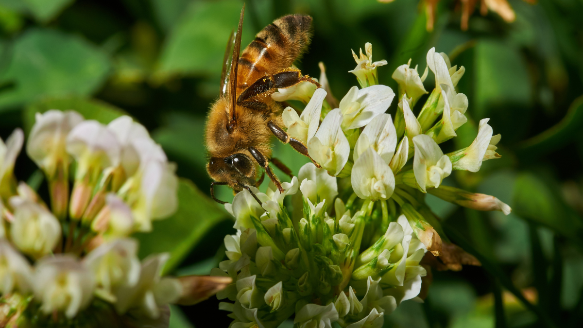 Bee Pearl Beauty Secrets: How Bee Pearl Supports Skin and Wellness Vita99